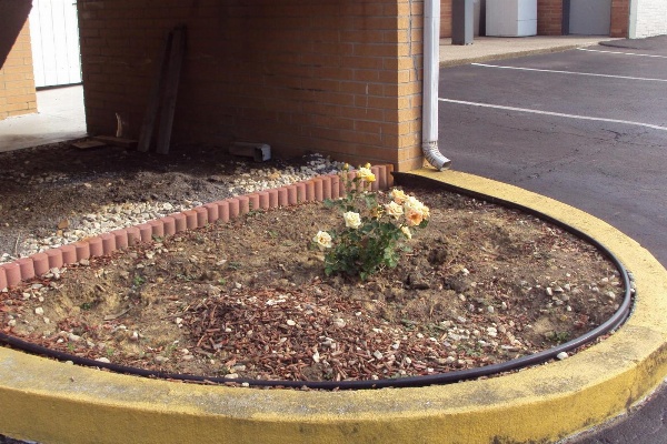 Executive Inn image 15